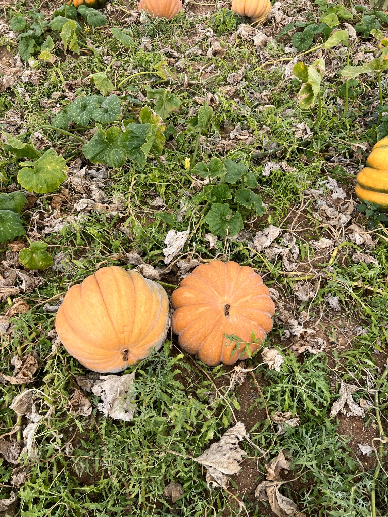 Whole Pumpkin