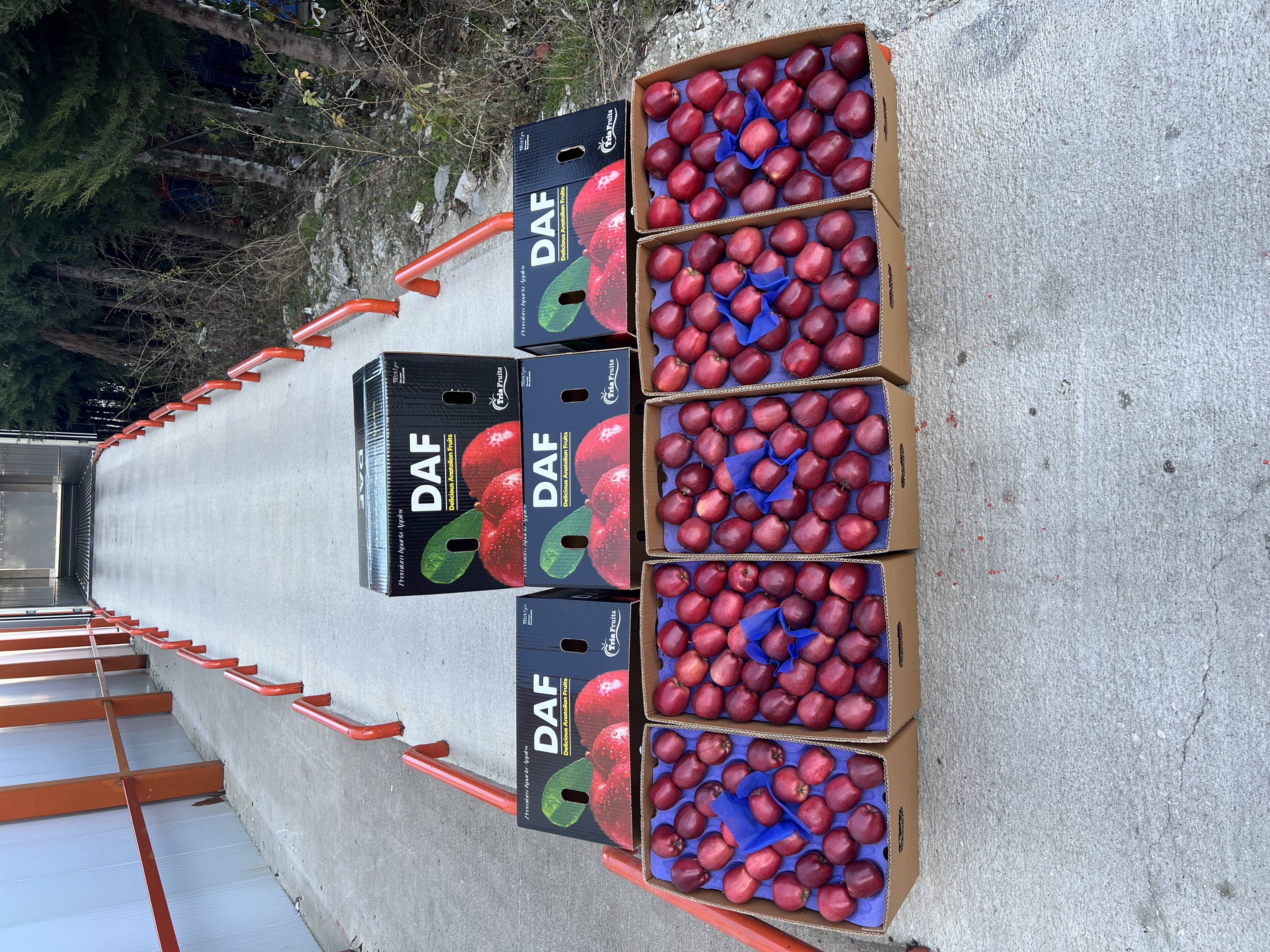 Tria Fruits export cartons