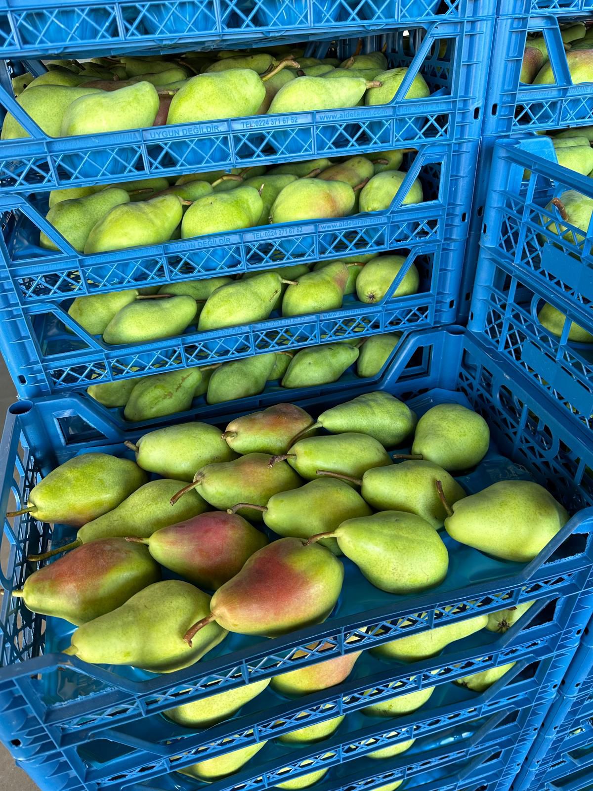 Fresh fruit grading